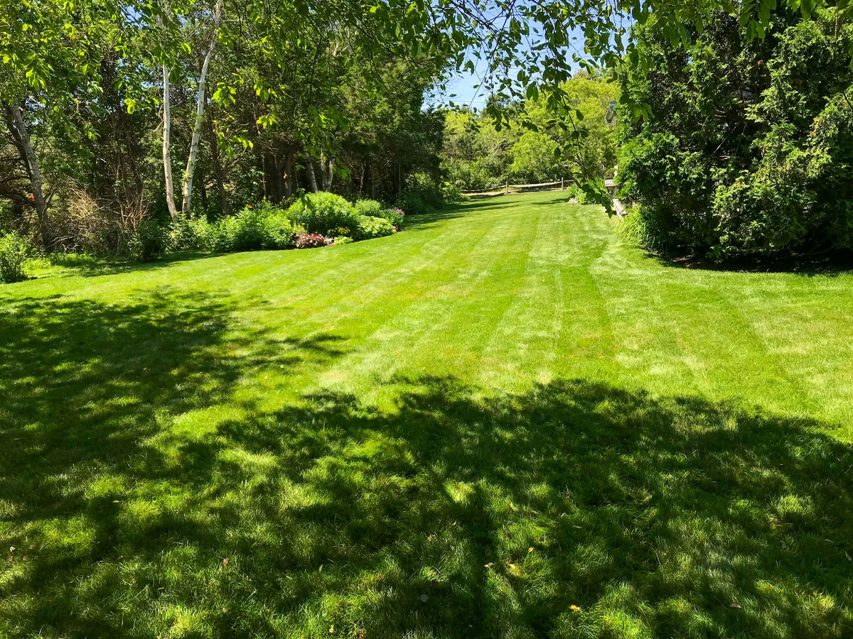 A freshly mown striped lawn in sunshine, with trees and shrubs at the far end