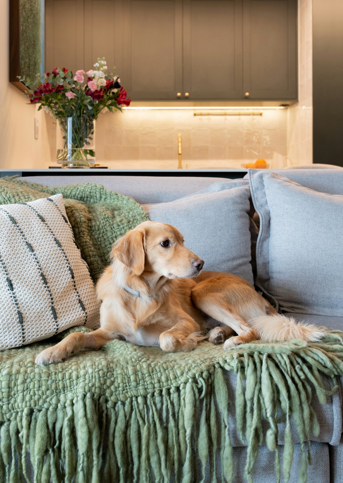 A golden retriever lying on a grey sofa with a green knitted throw