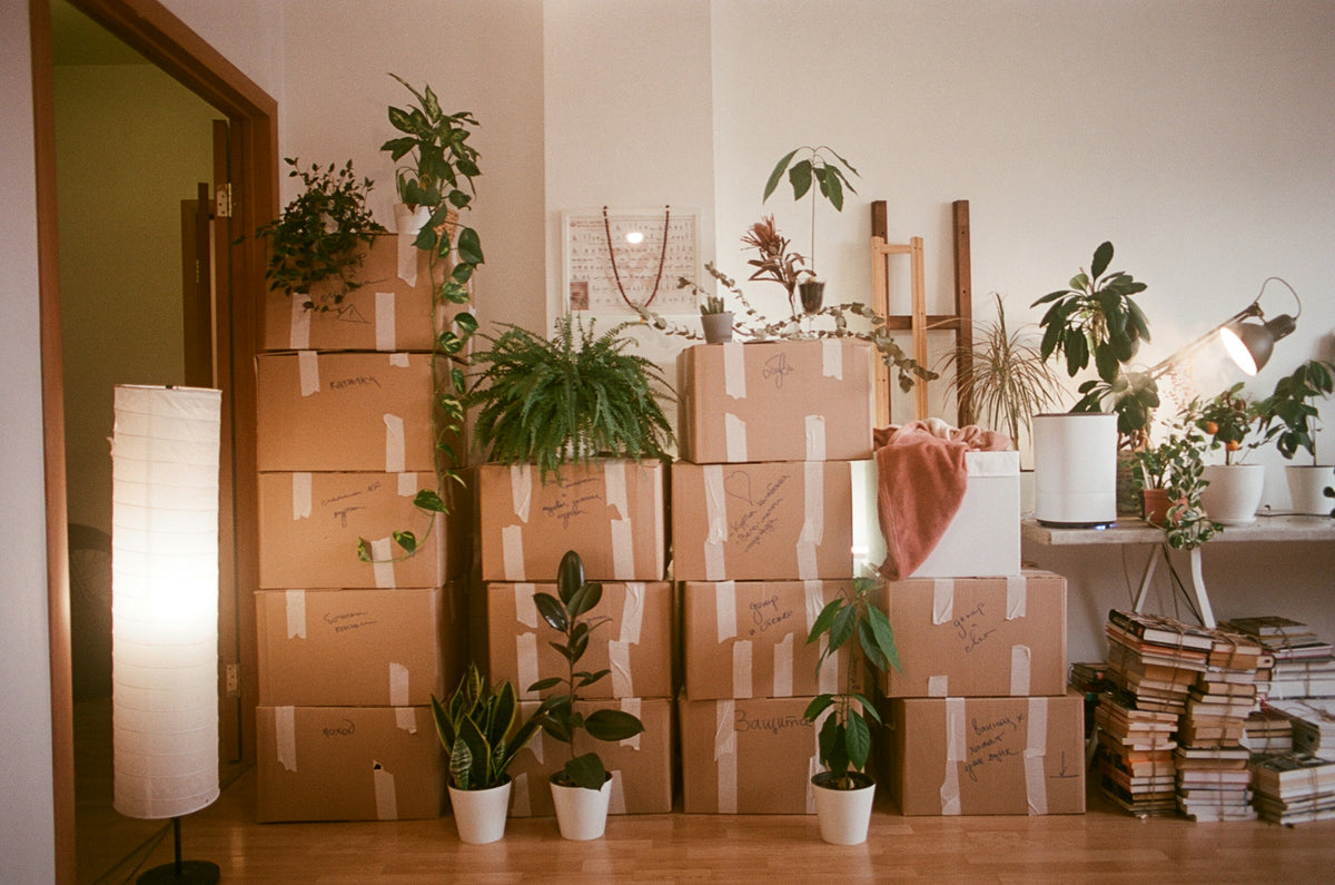 Labelled cardboard moving boxes stacked against a wall with house plants and a floor lamp